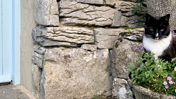 Marmite's Guide to the Burren Perfumery