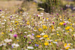 In Defence of Smell, my Favourite Sense