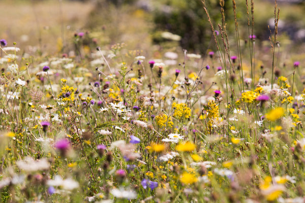 In Defence of Smell, my Favourite Sense