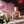 Wild Rose Eau de Parfum